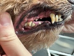 -达爱动物医院·犬猫分区·CT·复杂眼科(远洋山水分院)