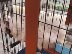 -1013 PET SHOP精品宠物商店(丁香店)