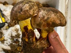 -蘑统田下·野生菌火锅