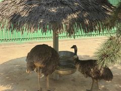 -西霞口神雕山野生动物世界