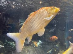 -上海海洋水族馆