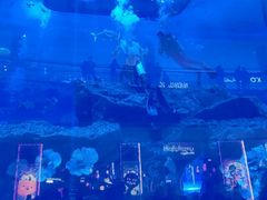 -迪拜水族馆及水下动物园