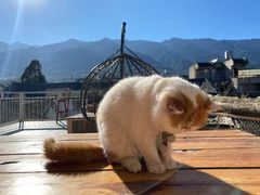 -喵屿·大理花园猫咖