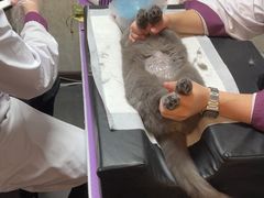 -宠爱国际动物医院·消化内科·心肾内科·ISFM猫友好(望京店)