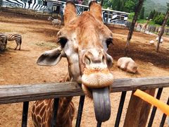 -大连森林动物园