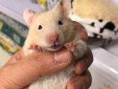 -钓仓鼠(洋桥北里小区店)