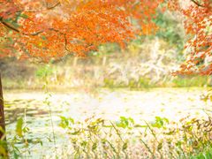 -上海共青森林公园