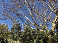 -春晖园度假酒店温泉