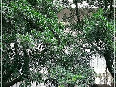 -珠江餐厅