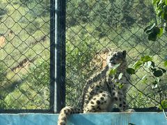 -青藏高原野生动物园