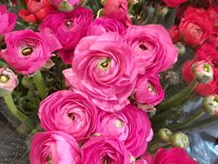 -双季花艺园艺市场(浦东店)