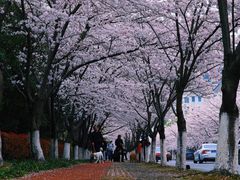 -高东镇樱花园