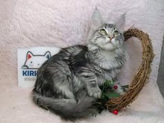 -十年猫舍·猫咪专门店(普陀店)