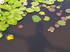 -微山湖红荷湿地景区