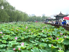 -莲花池公园