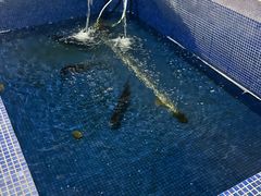 -鸿渡渔庄·特色鸭咀鱼