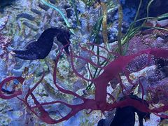 -香港海洋公园
