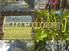 -华侨城湿地公园