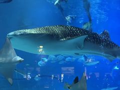 -烟台海昌鲸鲨海洋公园