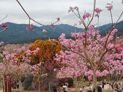 -天适樱花悠乐园