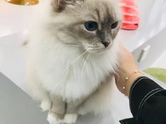 -糯米喵星人·撸猫猫舍咖啡馆(西市场嘉华店)