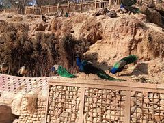 -青藏高原野生动物园