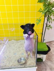 -神奇动物撸宠馆·羊驼·小浣熊·异宠(豫园店)