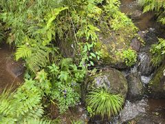 -五营红松林海景区