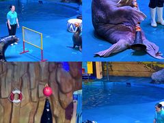 -烟台海昌鲸鲨海洋公园