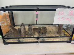 -青石桥花鸟鱼虫市场(叠翠城店)