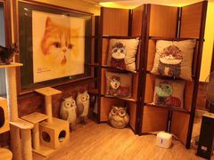 -more than meow吴止猫主题餐厅(承德 中船汇店)