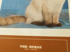 -袖虎·猫馆(体育西路店)