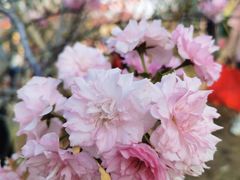 -天适樱花悠乐园