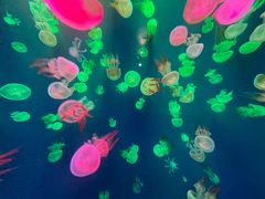 -成都浩海立方海洋公园