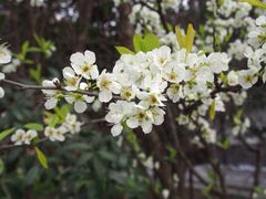 -南汇桃花村