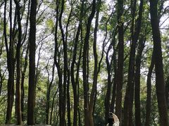 -铁山坪森林公园