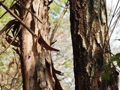 -青龙山国家森林公园