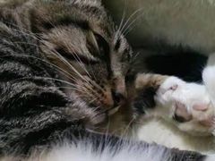 -瑞鹏瑞爱宠物医院·全科·猫科·血液透析中心(龙头寺店)