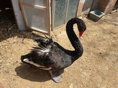 -清风小镇闯关东影视基地