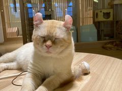 -猫腻·猫咖·撸猫馆(星光大道店)