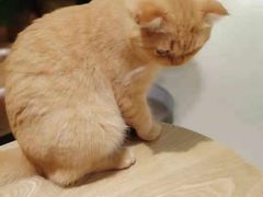 -藏猫猫咖啡主题馆(中央大道店)