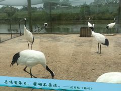 -盐城丹顶鹤湿地生态旅游区
