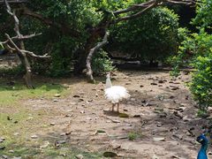-广州长隆飞鸟乐园