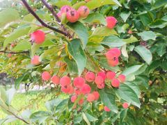 -永定河休闲森林公园