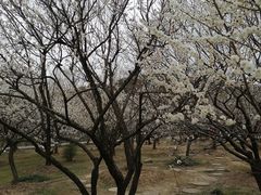 -香雪海