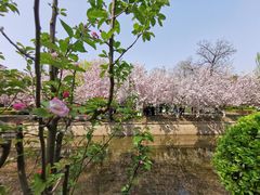 -海棠花溪(元大都城垣遗址公园)