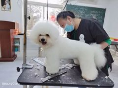 -优缇多格专业宠物美容师培训学校