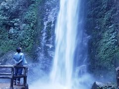-莫里热带雨林景区