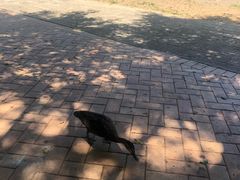 -可伦宾野生动物保护区