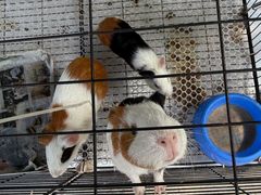 -马陆小张葡萄园农家乐